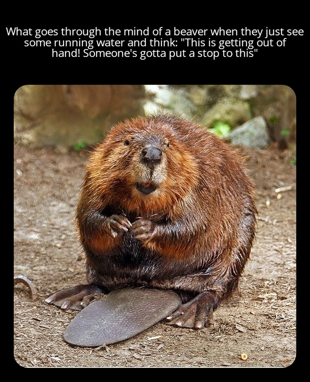 Beaver My goals are beyond your understanding
