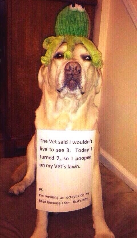 Because I can thats why