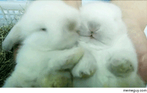 Because it is Monday and you cant be fucked going to work Cute baby bunny rabbits cuddling