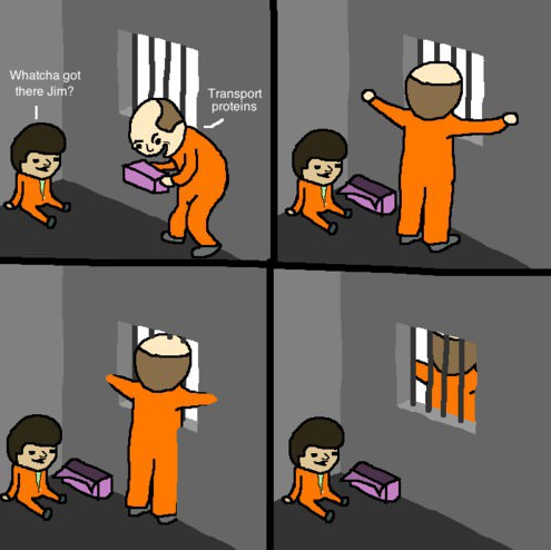 Because its a cell wall