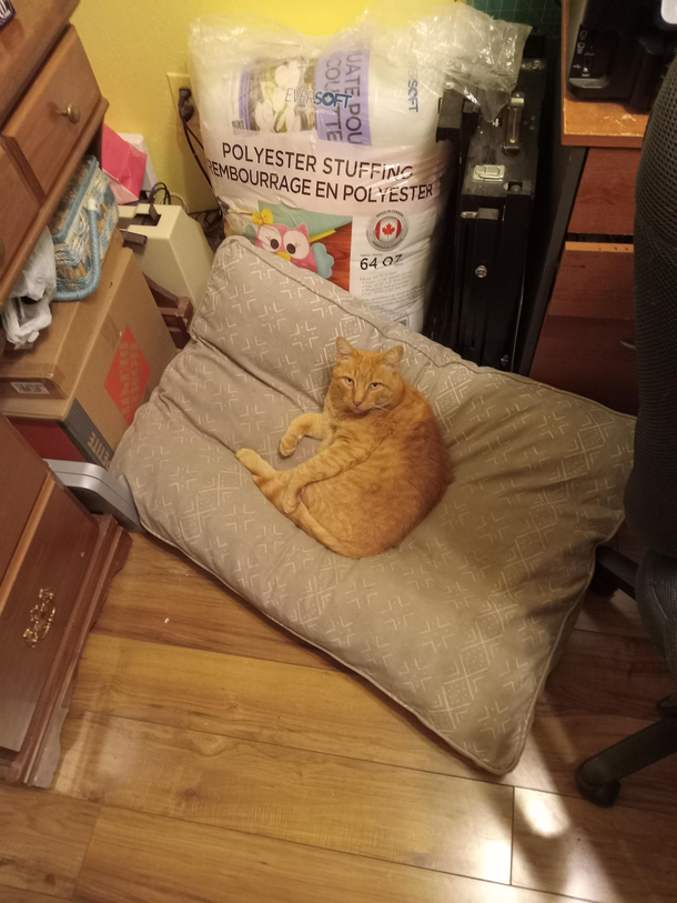 Bed hog with an attitude 