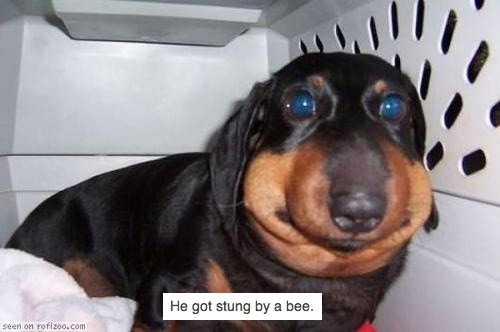 Bee Sting