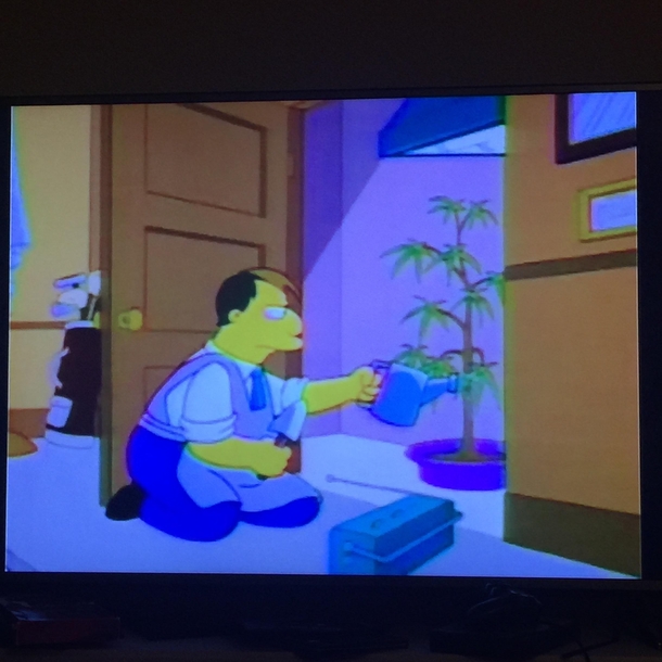 Been rewatching some classic Simpsons episodes from my childhood I never realized mayor Quimby was growing pot in his office closet at city hall