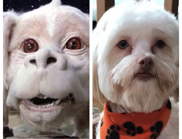 Been trying to figure out what my Aunts dog reminded me of then it hit me