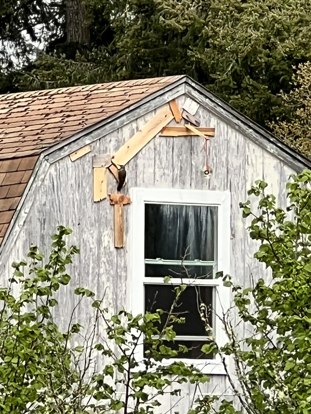 Been watching my neighbors war with a woodpecker for the past year