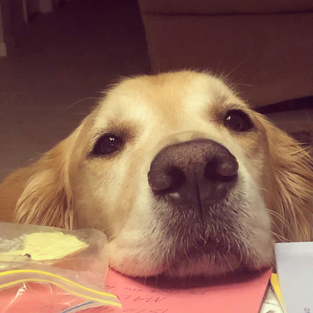 Begging level 