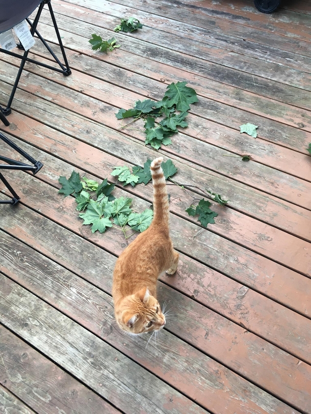 Beginning earlier this summer my cat began bringing us maple leaf twigs I have no insight as to why Lately oak leaf twigs have also made an appearance