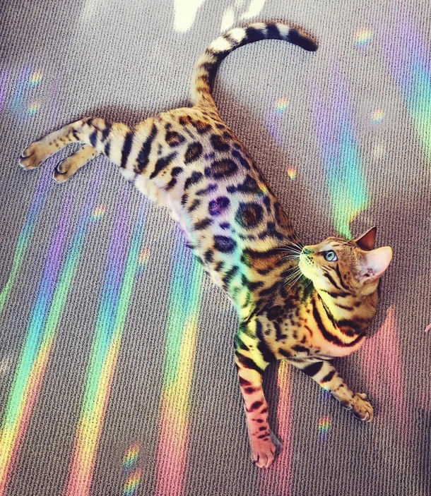 Behind the scenes photo of the Nyan Cat taking a break
