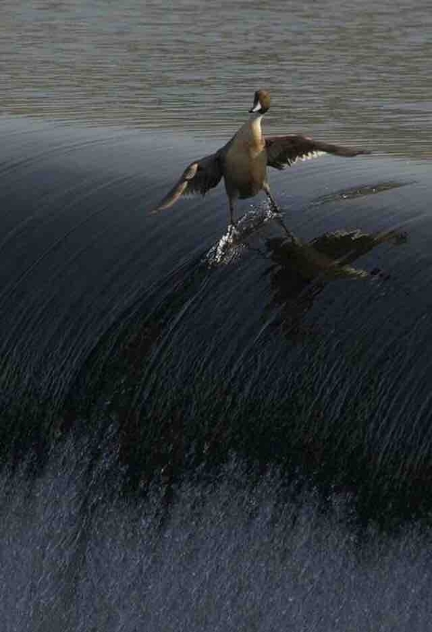 Behold the coolest duck you will EVER see