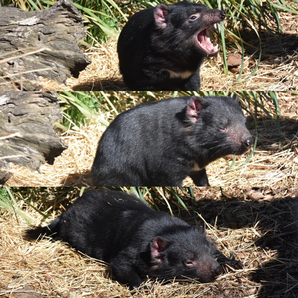 Behold the ferocious Tasmanian Devil 