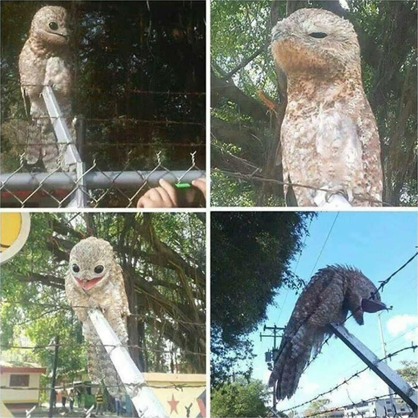 Behold the majestic Potoo bird
