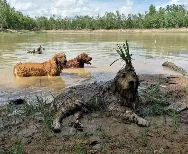 Behold the Vietcong doggo