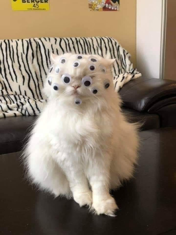 Beholder Cat