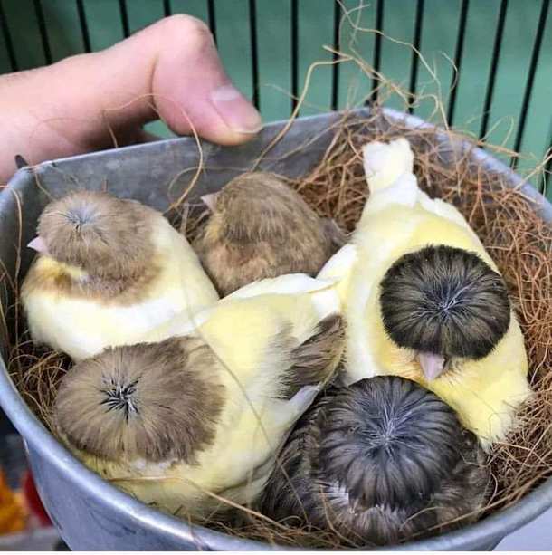 Belgian Canaries have the best hairdos