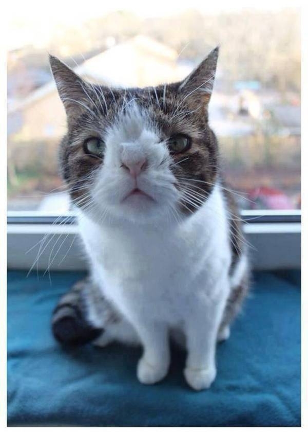 Benedict Cumbercat