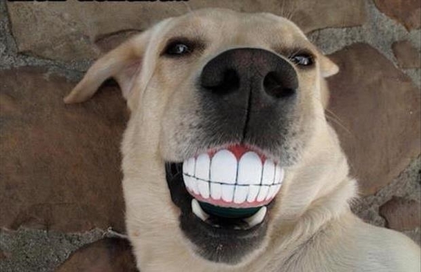 best dog ball ever