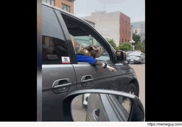 Best Dog driver ever
