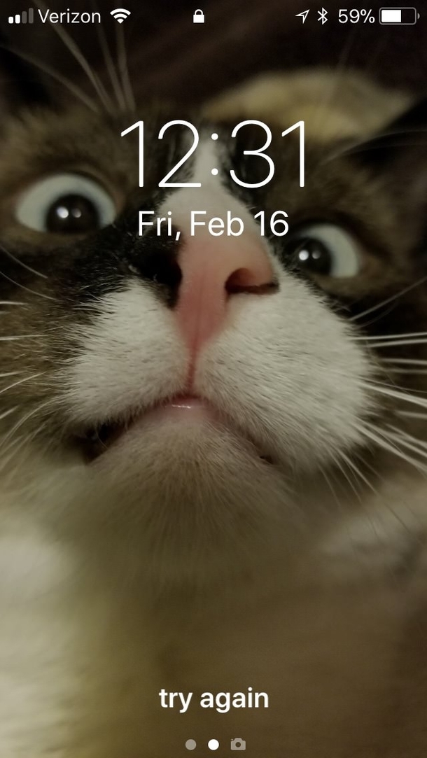 Best lock screen ever Rufus the cat