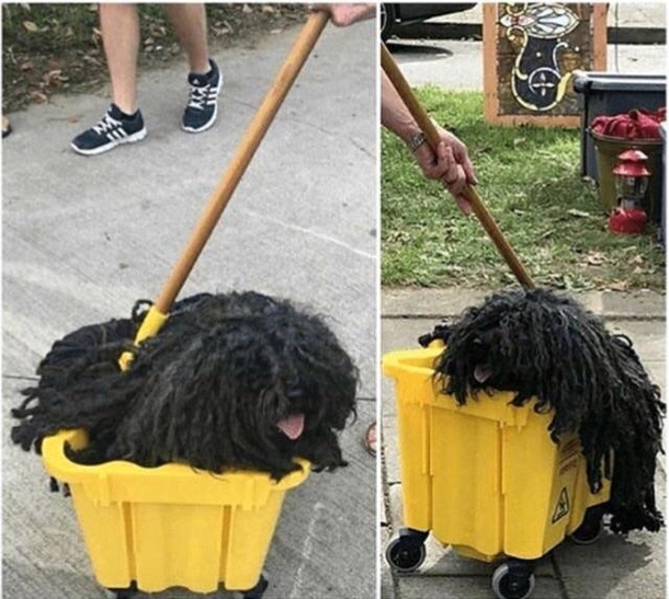 Best pet costume ever