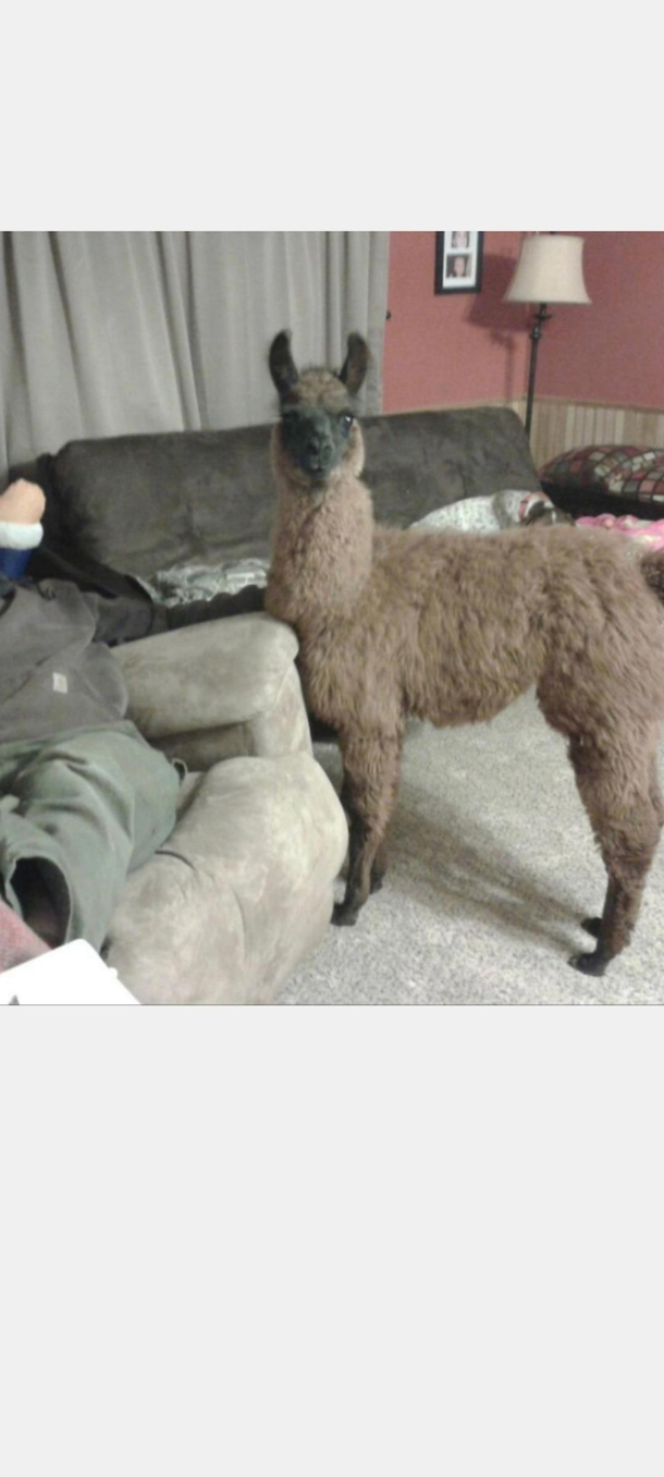 Best pet I ever had her name was Michelle OLlama