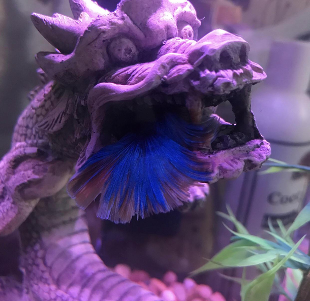 Betta fishs favorite sleeping spot