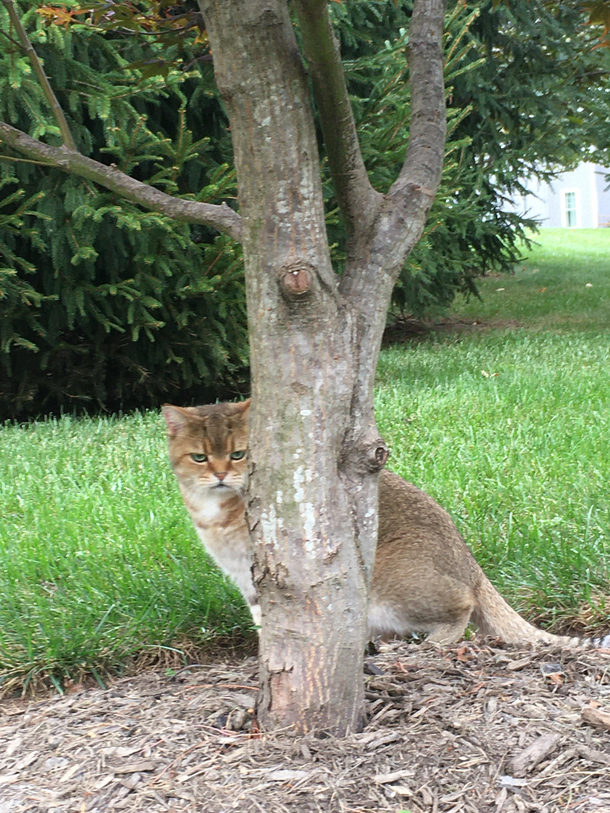Better Image Of The Evil Neighborhood Cat