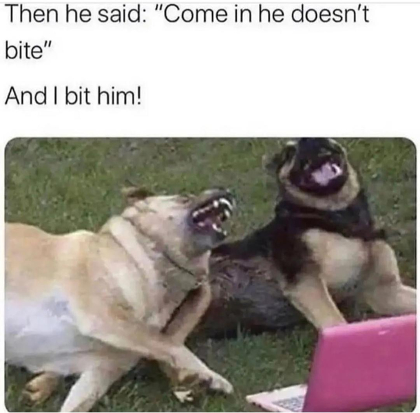 Beware of Dog 