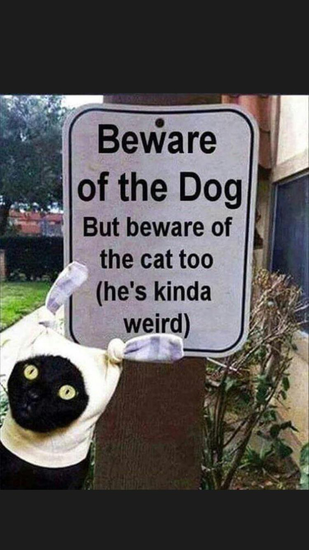 Beware of the Dog
