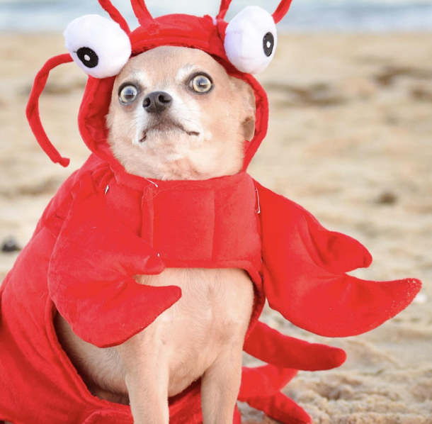 Beware the doggo lobster