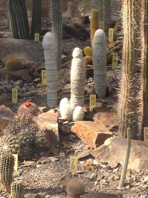 Big cactus energy
