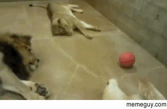 Big Cats SOCCER