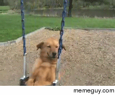Big Dog Swings Away On a Baby Swing amp Looks Very Pleased