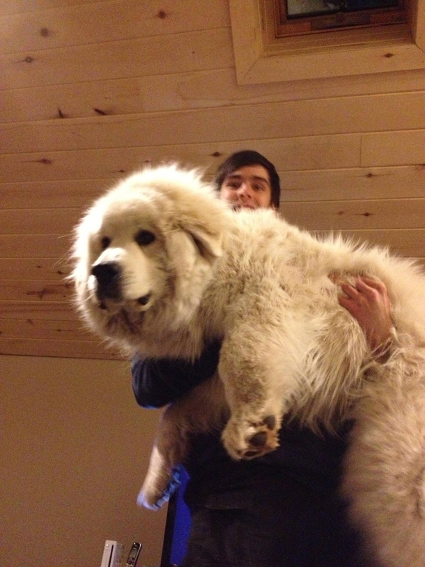 Big dogs do need love For clarity Im  Reddit meet my best friend Mia the giant pyr pup