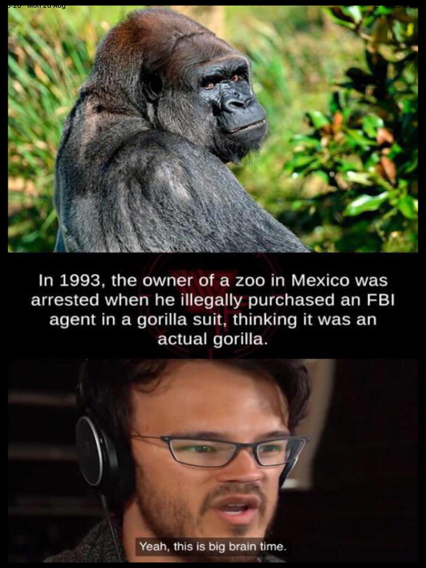 Big IQ