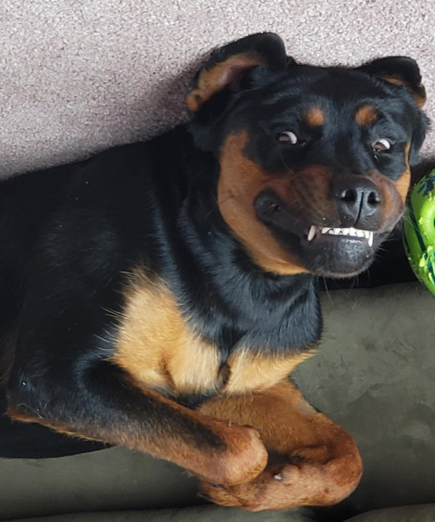 Big Scary Rottweiler