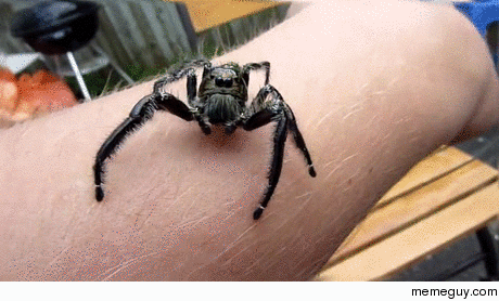 Big spider coming way too close