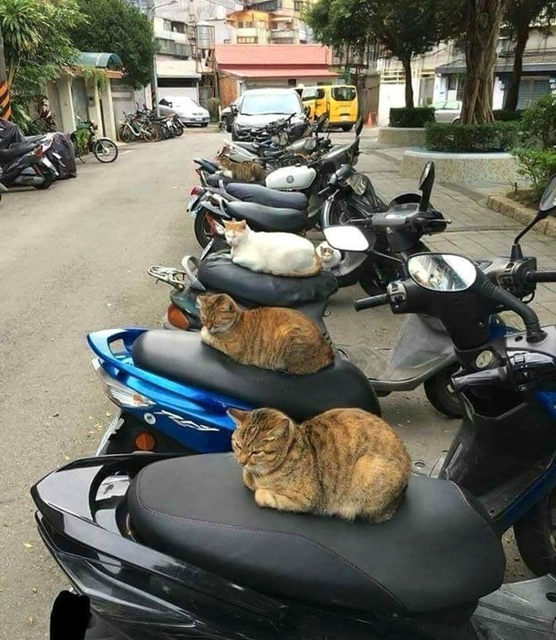 Biker gang terrorizes local residents