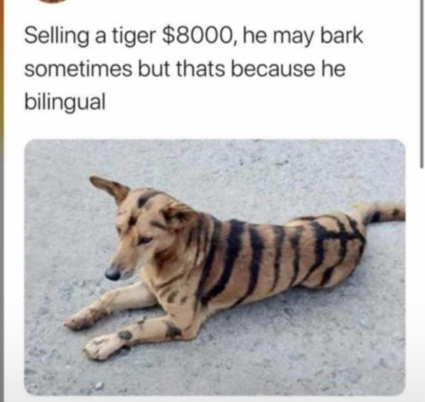 Bilingual tiger
