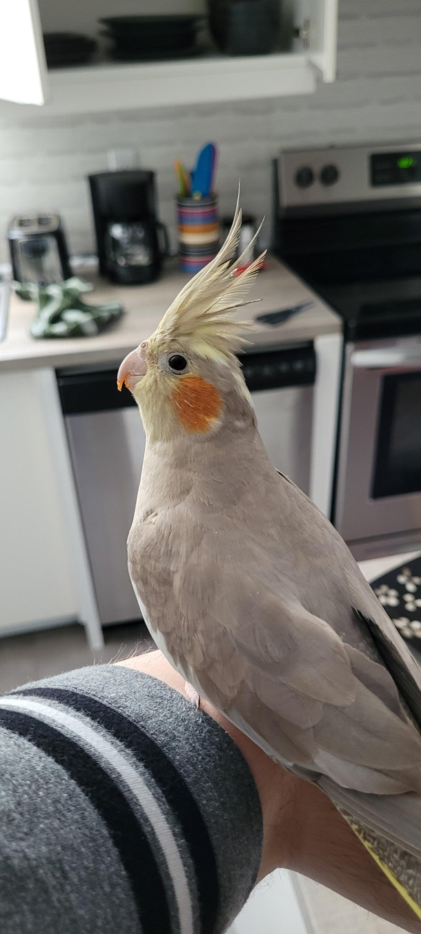 Birb swear to me that she didnt eat doritos