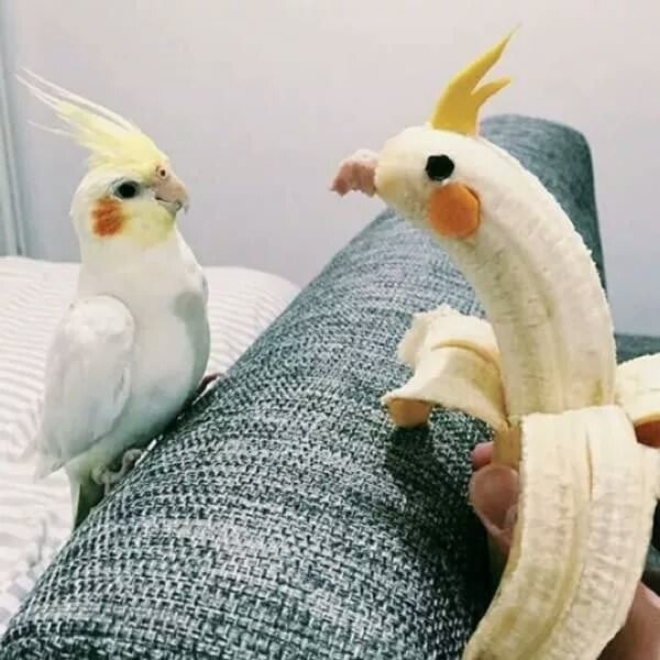Bird admiring its new companion