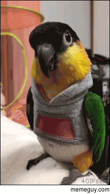Bird bro