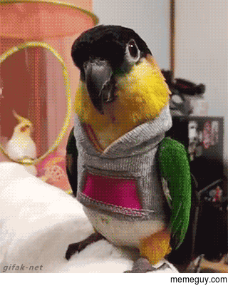 Bird Bro