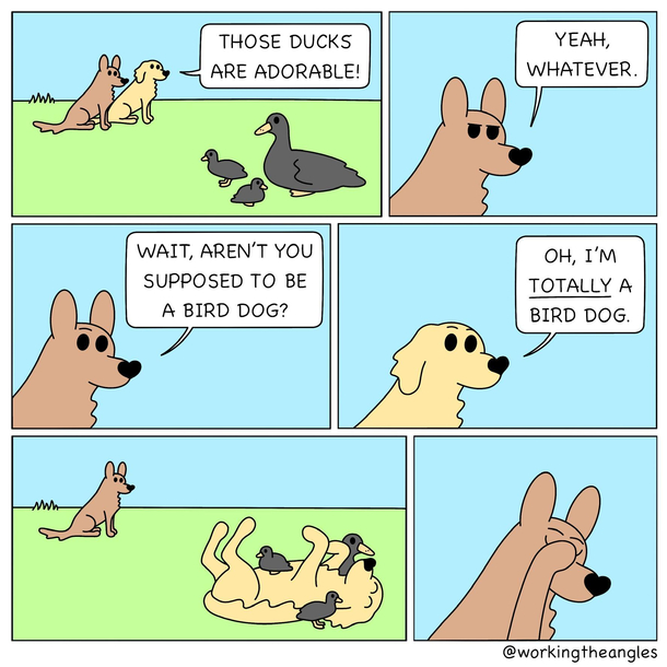 Bird Dog 