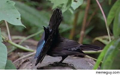 Bird doing a magic trick