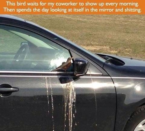Bird is living the dream