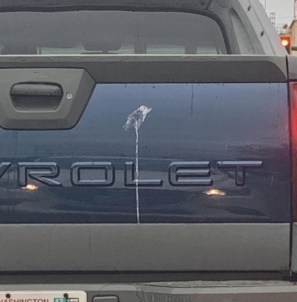 Bird poop looks like a bird pooping