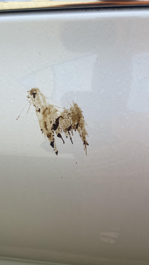Bird pooped on my car in the shape of a Spitting Llama