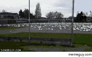 Bird Tsunami