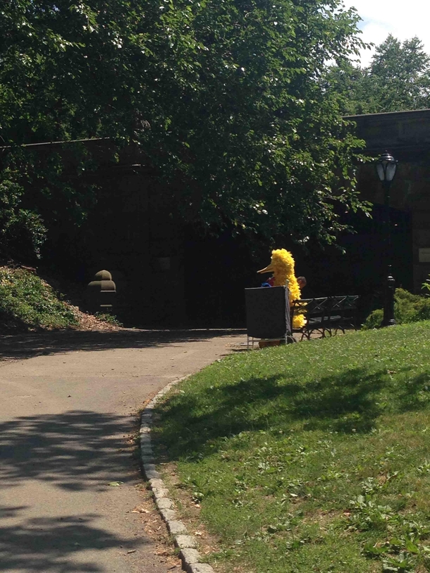 Bird watching Central Park
