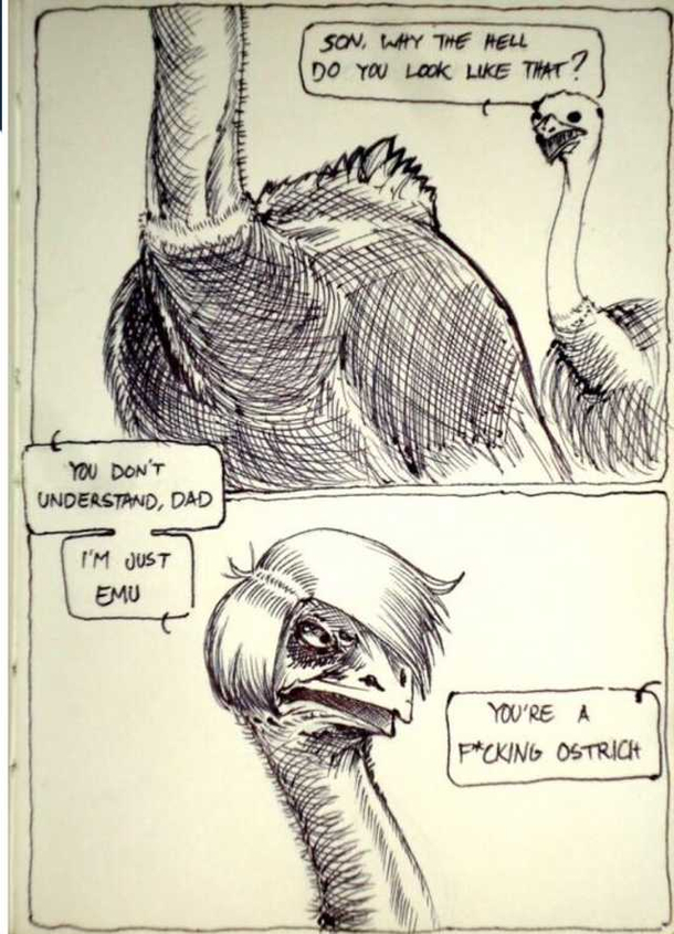 Birds Birds Birds